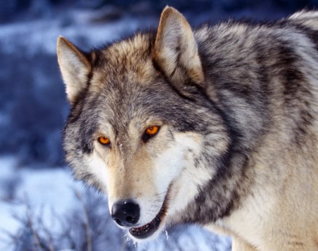 gray wolf pictures Pictures, Images and Photos