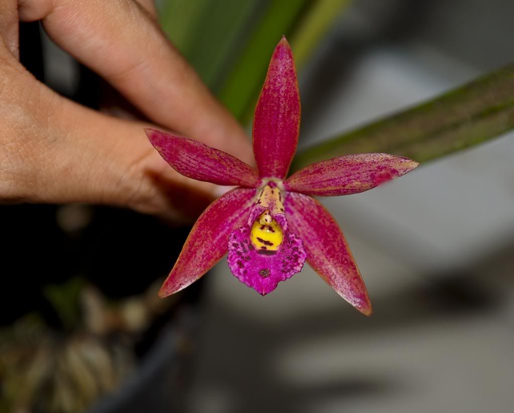 một số lọai hoa lan cần bán - 11