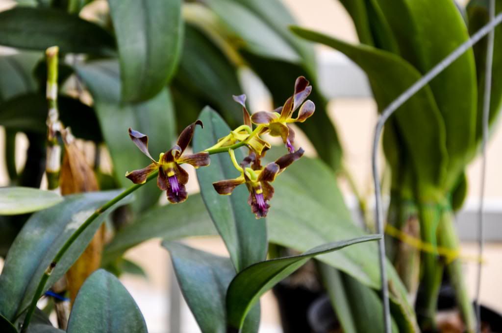 một số lọai hoa lan cần bán - 12