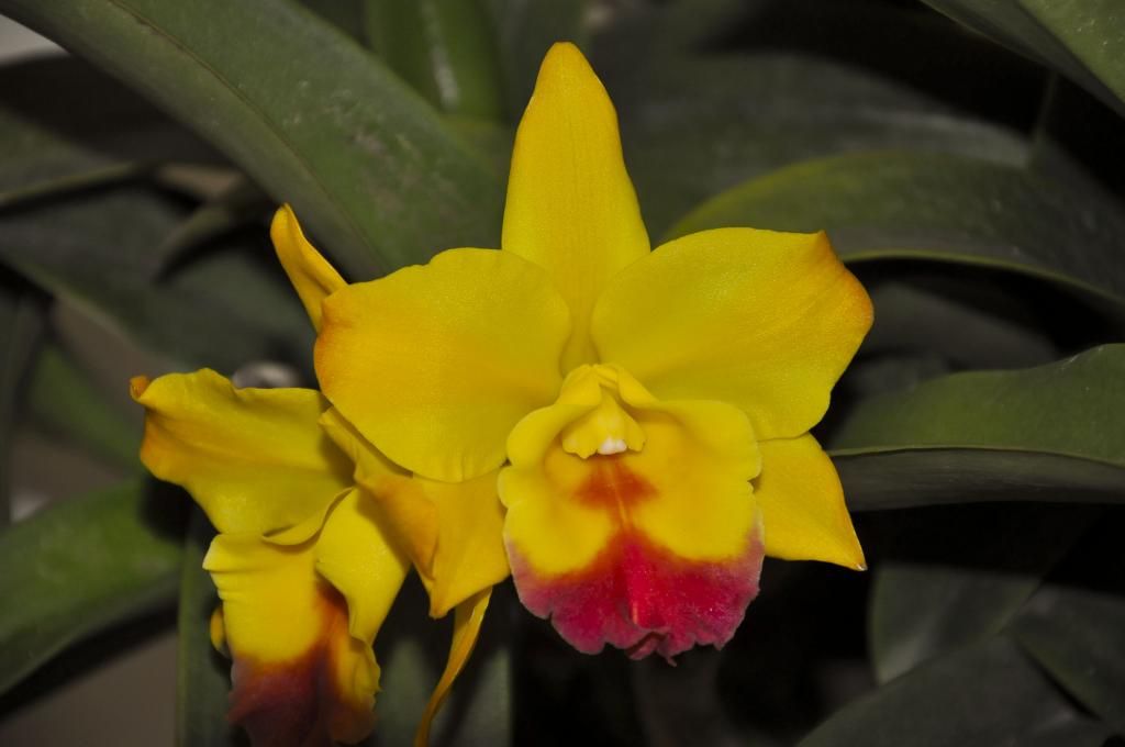 một số lọai hoa lan cần bán - 19