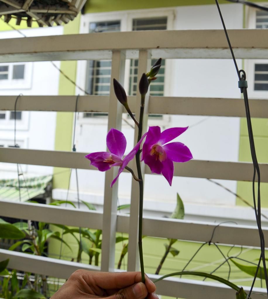 một số lọai hoa lan cần bán - 17