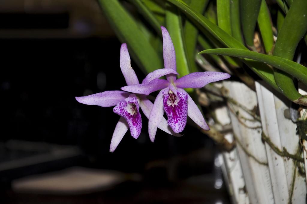 một số lọai hoa lan cần bán - 18