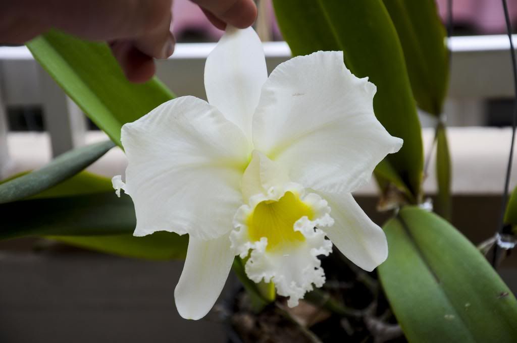 một số lọai hoa lan cần bán - 13