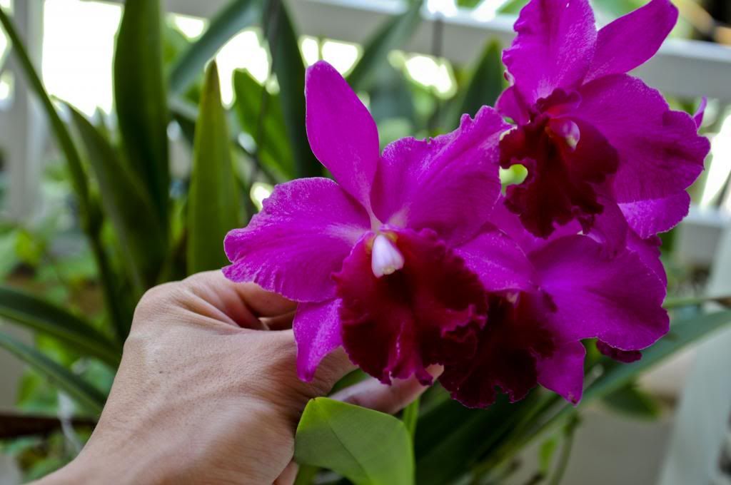 một số lọai hoa lan cần bán - 15