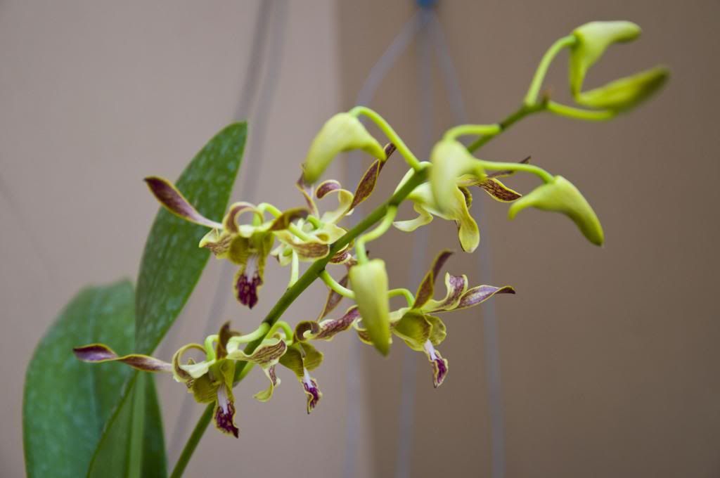 một số lọai hoa lan cần bán - 3