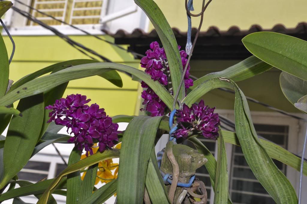 một số lọai hoa lan cần bán - 1