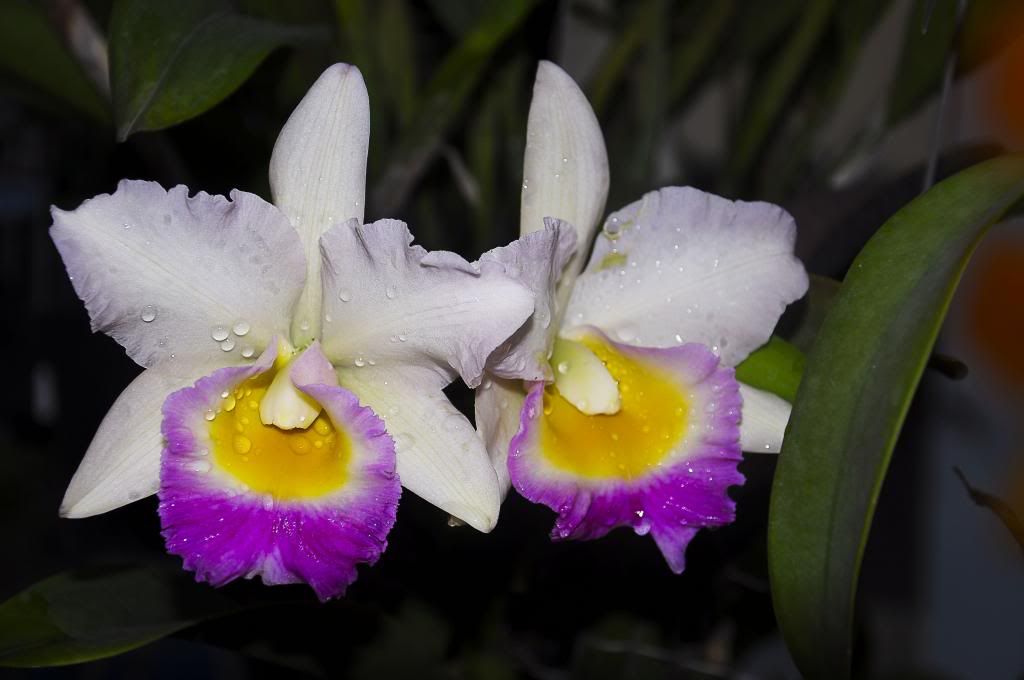 một số lọai hoa lan cần bán