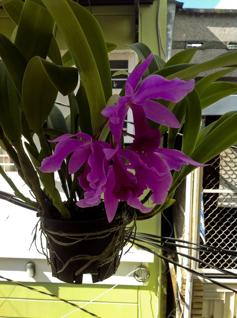 một số lọai hoa lan cần bán - 6
