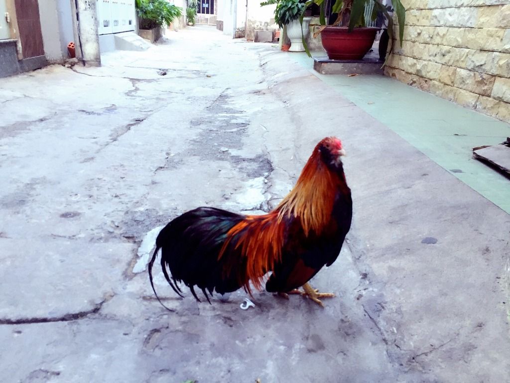 Bán gà giá rẻ - 1