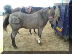 Horse Clipping Stencils