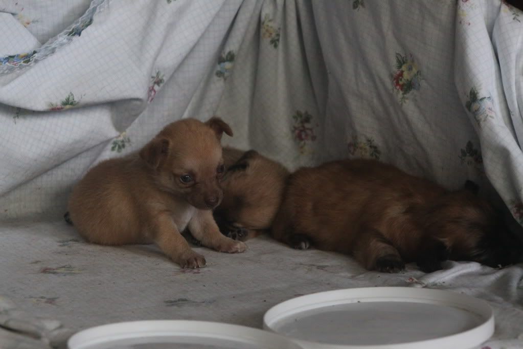 IMAGE: http://i688.photobucket.com/albums/vv242/lespaulowner/IMG_5634.jpg