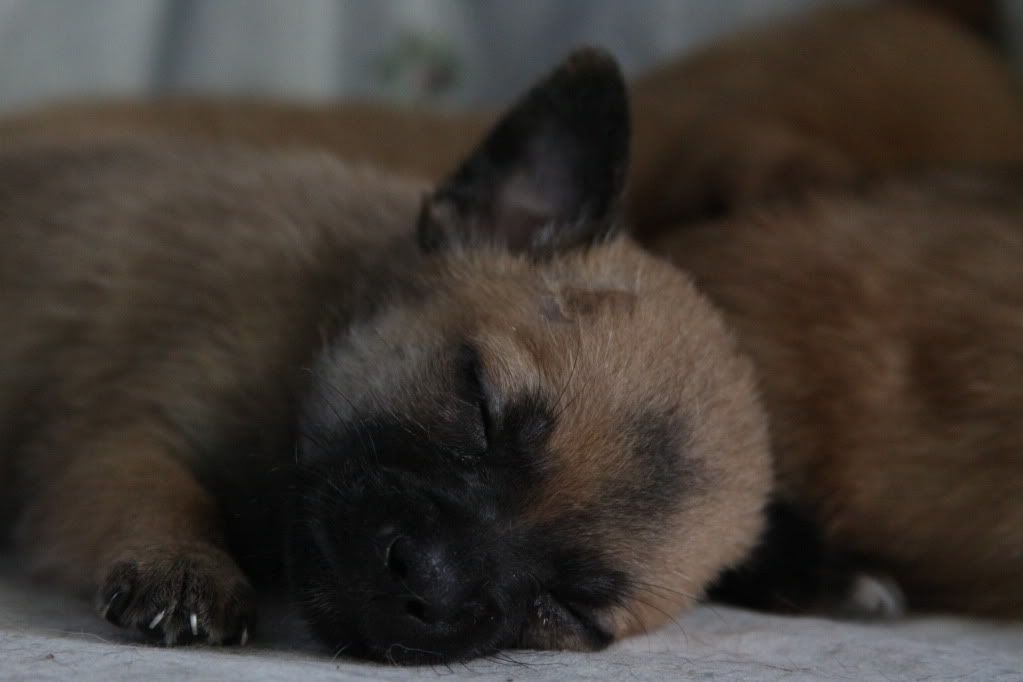 IMAGE: http://i688.photobucket.com/albums/vv242/lespaulowner/IMG_5647.jpg