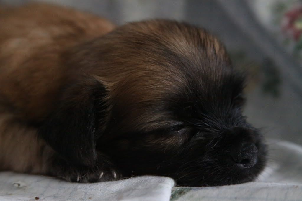 IMAGE: http://i688.photobucket.com/albums/vv242/lespaulowner/IMG_5650.jpg