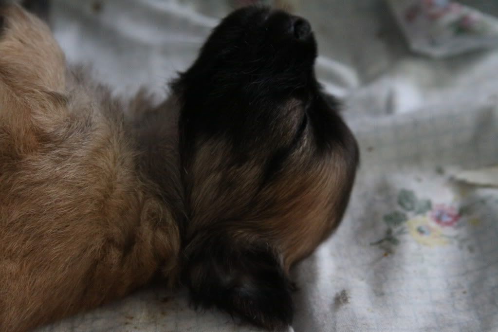 IMAGE: http://i688.photobucket.com/albums/vv242/lespaulowner/IMG_5651.jpg