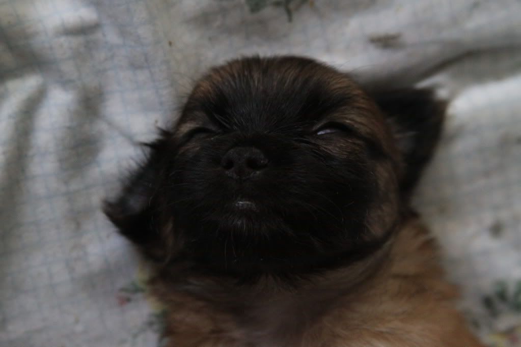 IMAGE: http://i688.photobucket.com/albums/vv242/lespaulowner/IMG_5656.jpg