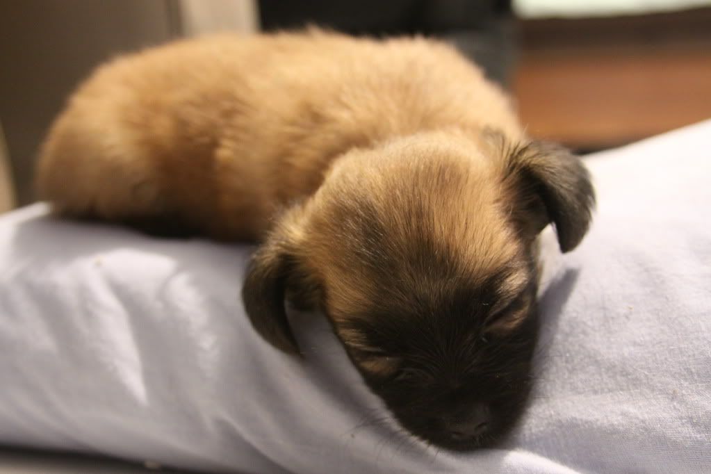 IMAGE: http://i688.photobucket.com/albums/vv242/lespaulowner/IMG_6419.jpg