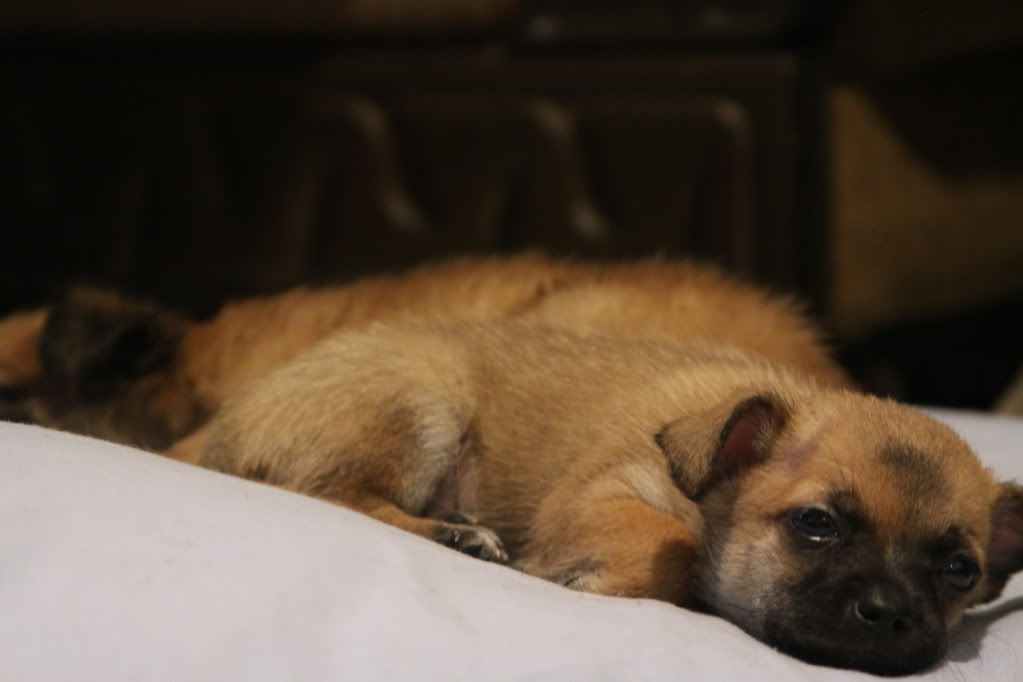 IMAGE: http://i688.photobucket.com/albums/vv242/lespaulowner/IMG_6428.jpg