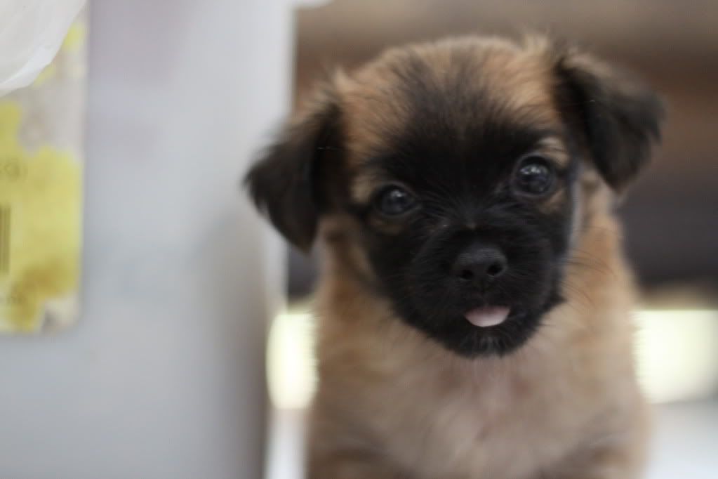 IMAGE: http://i688.photobucket.com/albums/vv242/lespaulowner/IMG_6510.jpg