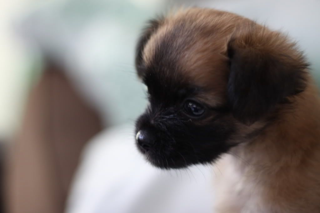 IMAGE: http://i688.photobucket.com/albums/vv242/lespaulowner/IMG_6529.jpg