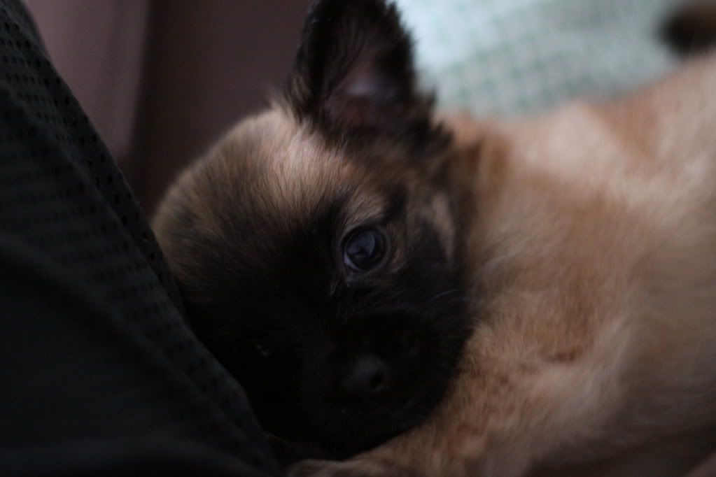 IMAGE: http://i688.photobucket.com/albums/vv242/lespaulowner/IMG_6555.jpg