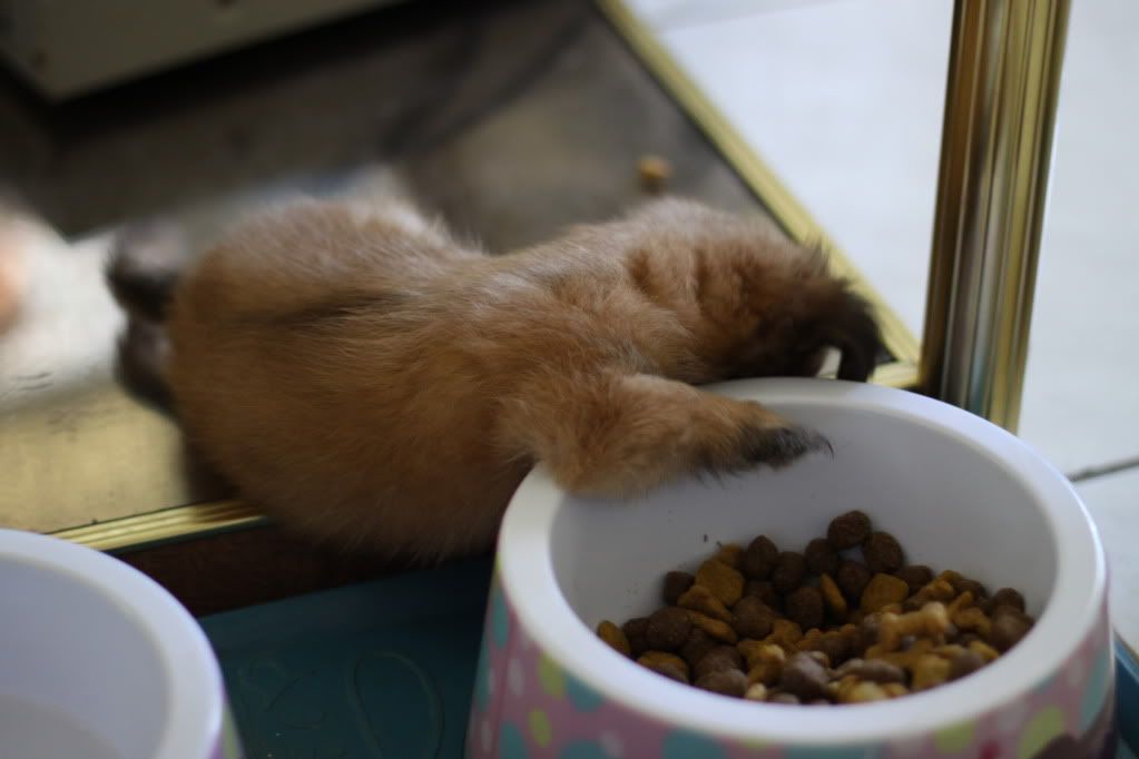 IMAGE: http://i688.photobucket.com/albums/vv242/lespaulowner/IMG_7326.jpg