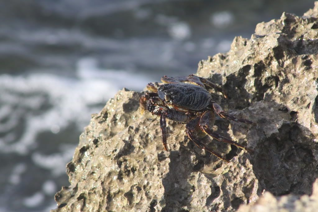 IMAGE: http://i688.photobucket.com/albums/vv242/lespaulowner/IMG_7746.jpg