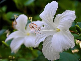Bunga Raya Putih
