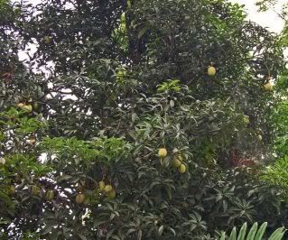 Pokok Macang/Bacang (Mangifera Foetida)