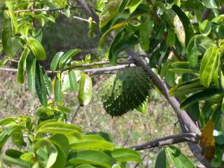 Pokok Durian Belanda(Annona Muricata)