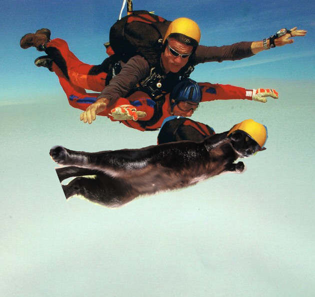 Kittyskydivecopy.png