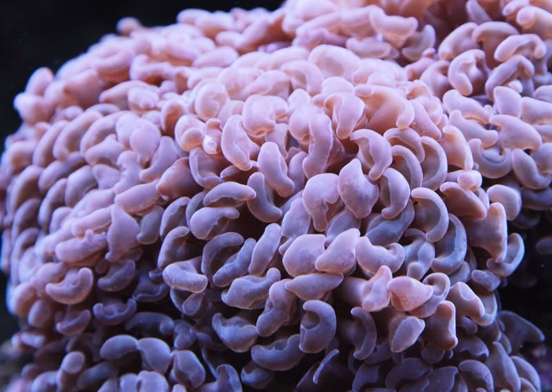 Coral macro pictures! Reef Central Online Community