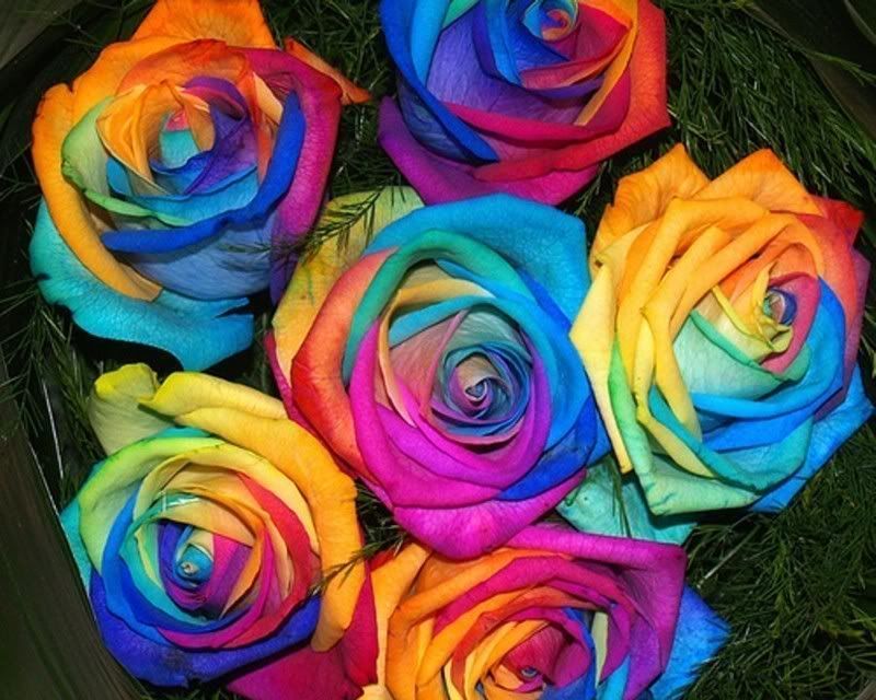 all colour roses