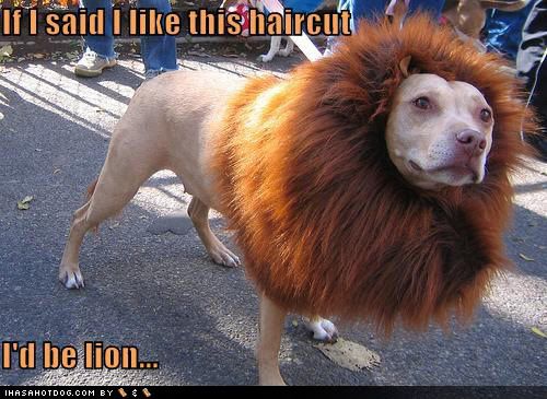 funny-dog-pictures-lion-haircut-dog.jpg