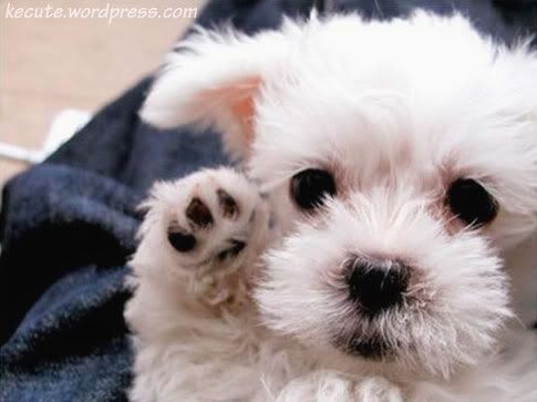 Cute Baby Puppies Pictures on Baby Puppies Jpg Really Cute Puppy