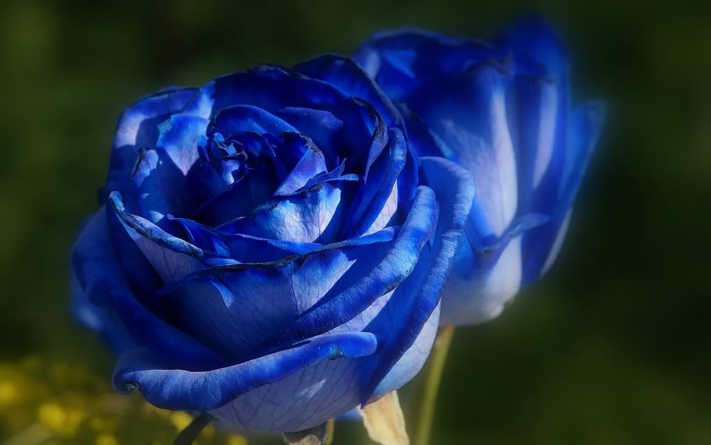 blue rose Pictures, Images and Photos
