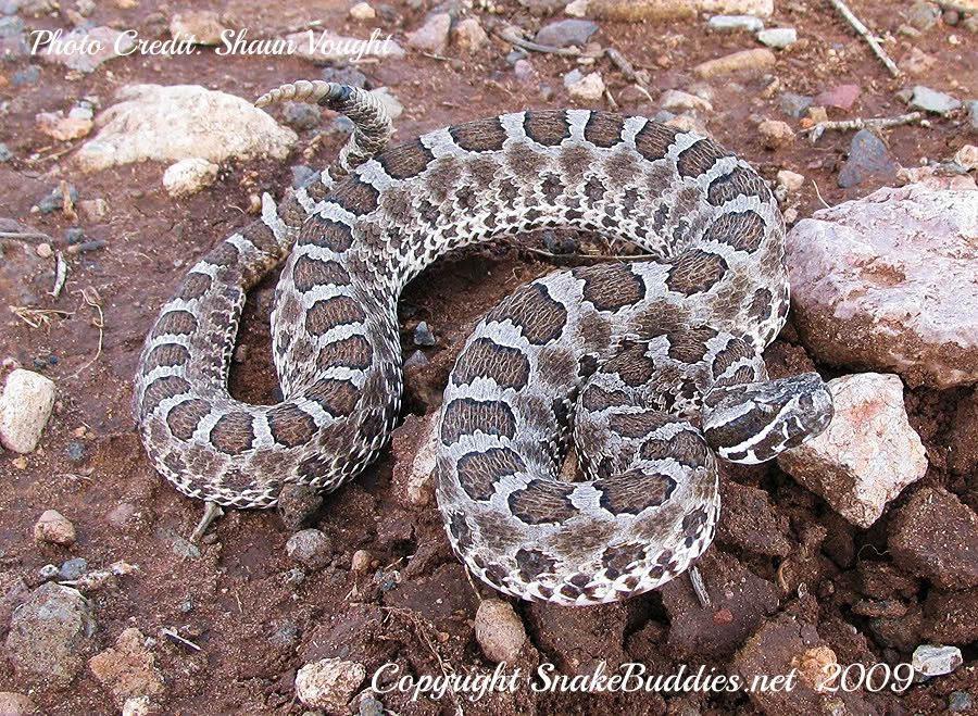 Desert Massasauga Rattlesnake (Sistrurus catenatus edwardsii)