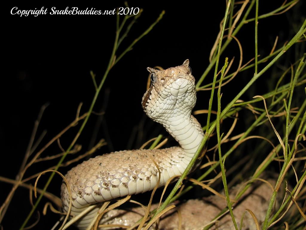 Sidewinder Rattlesnake (Crotalus cerastes)