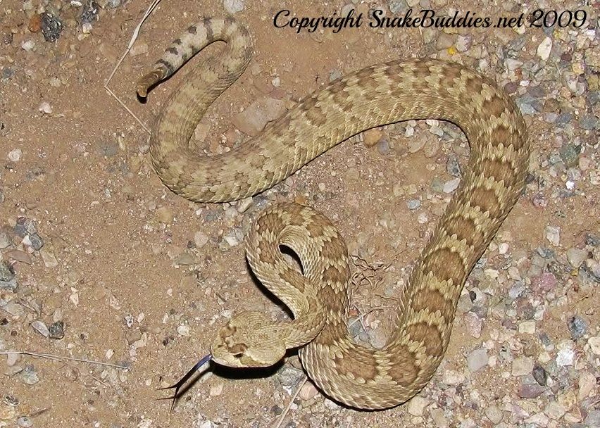 Mojave Rattlesnake (Crotalus scutulatus)