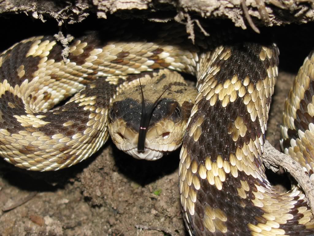 Blacktail Rattlesnake (Crotalus molossus)