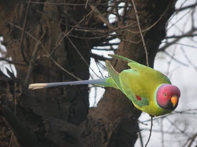 Plum-headed_Parakeet.jpg